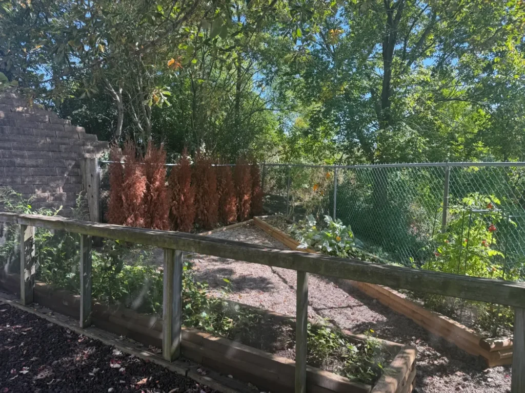 Children gardening at The Learning Tree Center